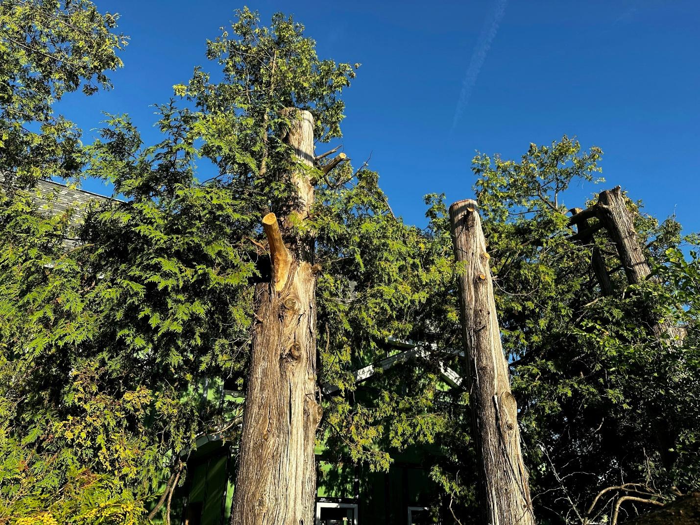 tree trimming