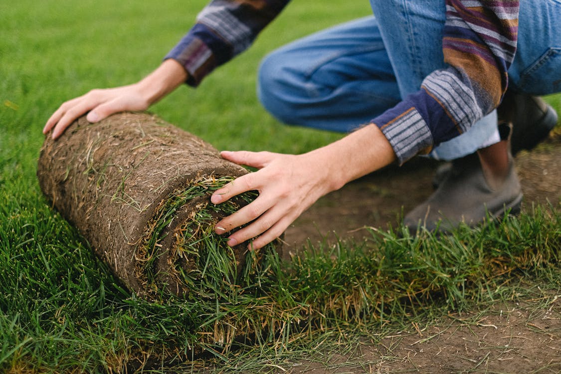 sod installation Largo lawn care