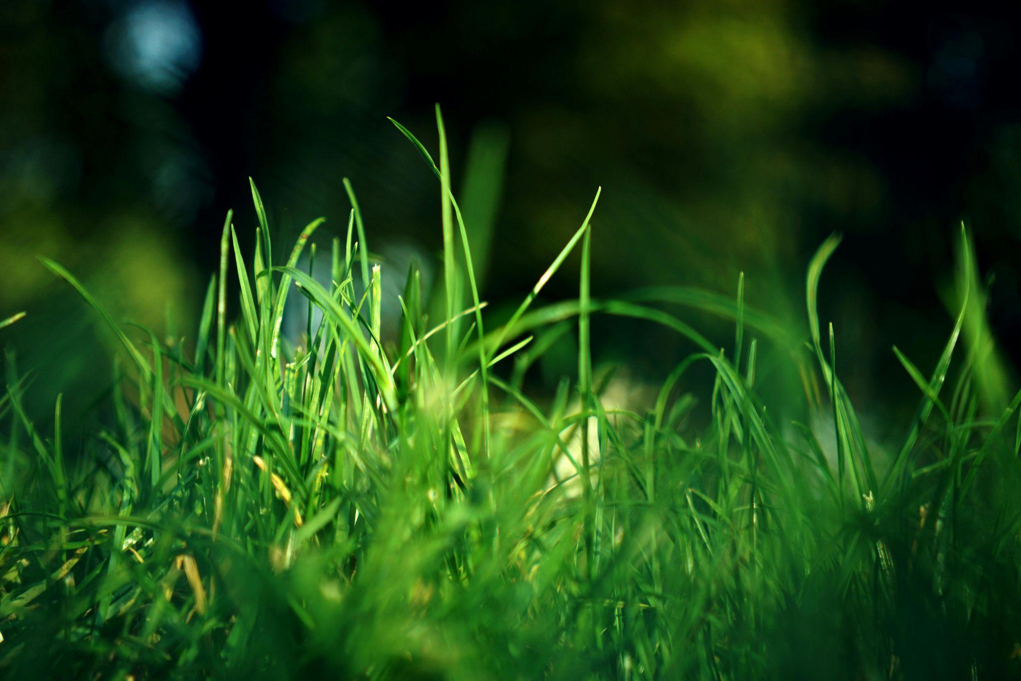 Close-up view of fresh green grass blades glowing in natural sunlight