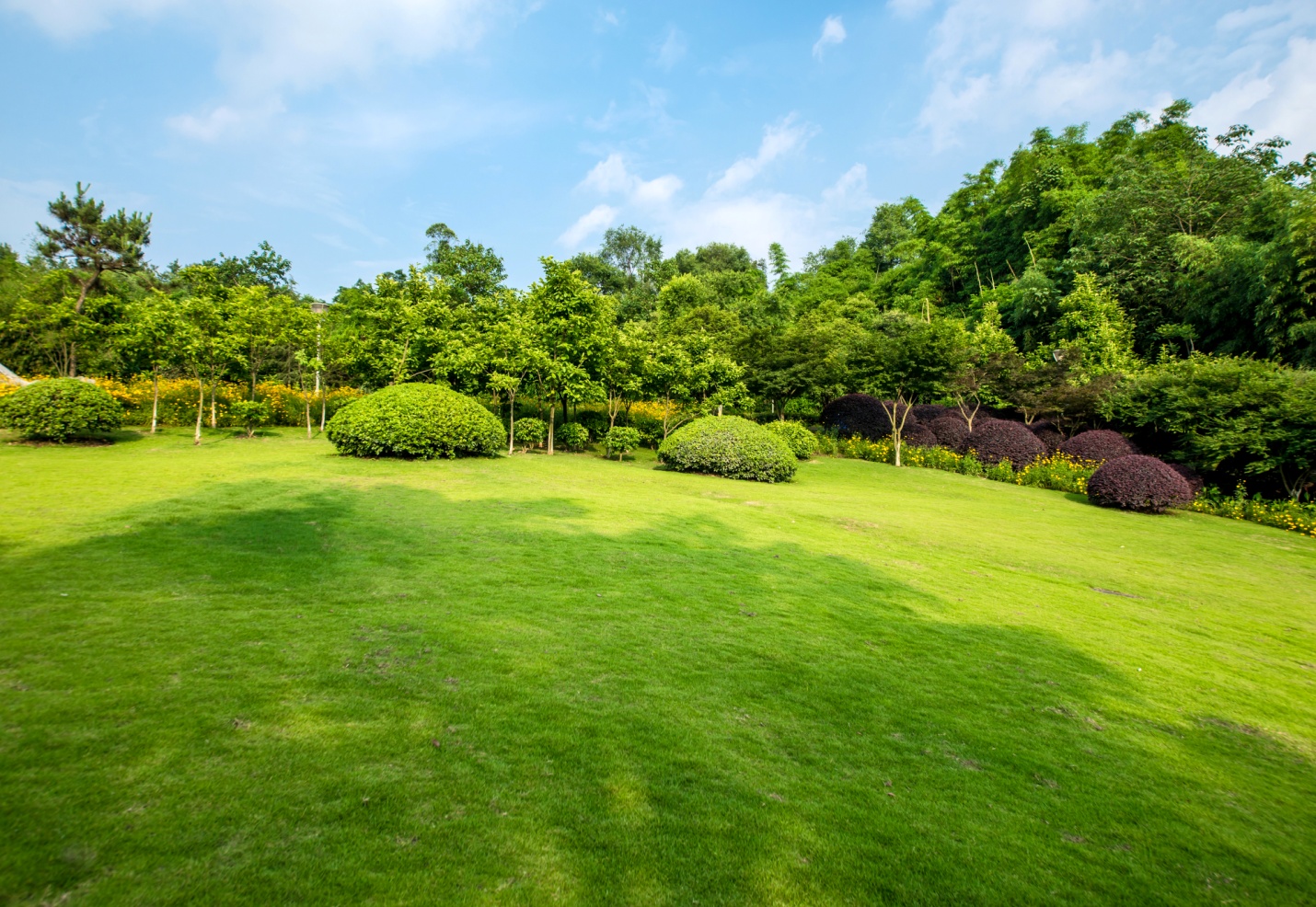 a lush green lawn with trees and grass