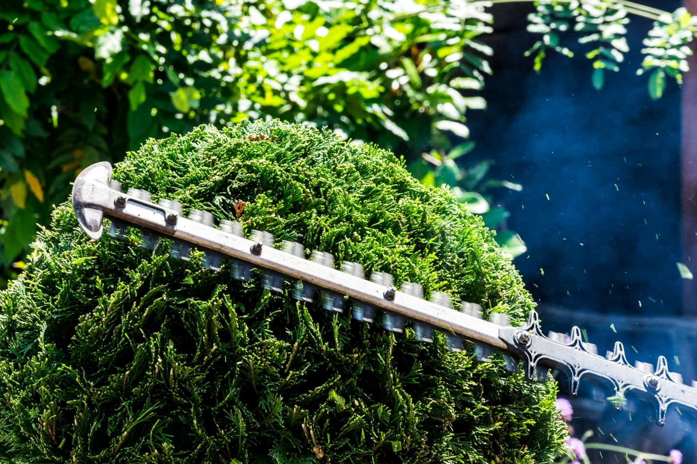 a hedge getting trimmed